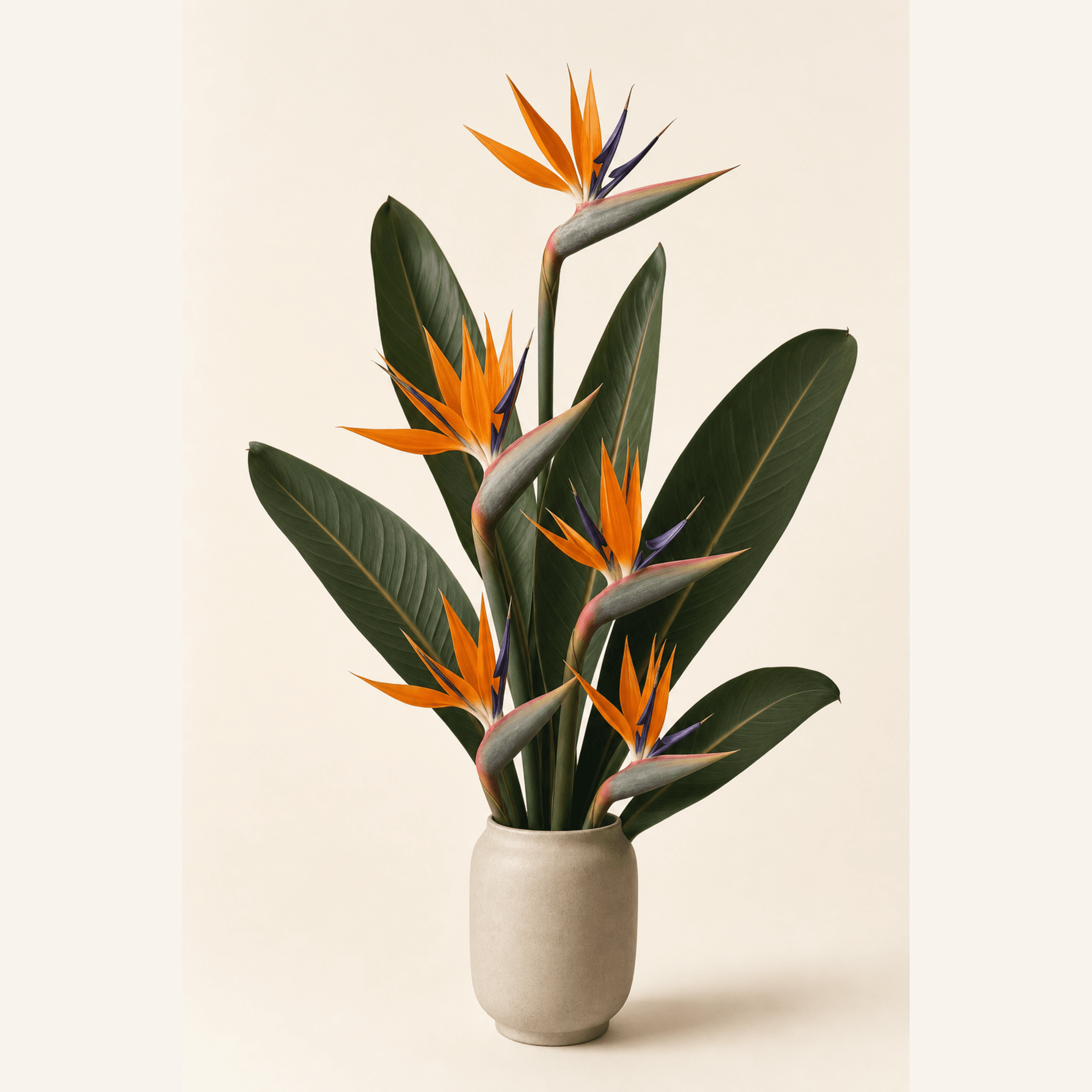 Orange and purple bird of paradise flowers with dark green leaves in a round stone-coloured ceramic vase