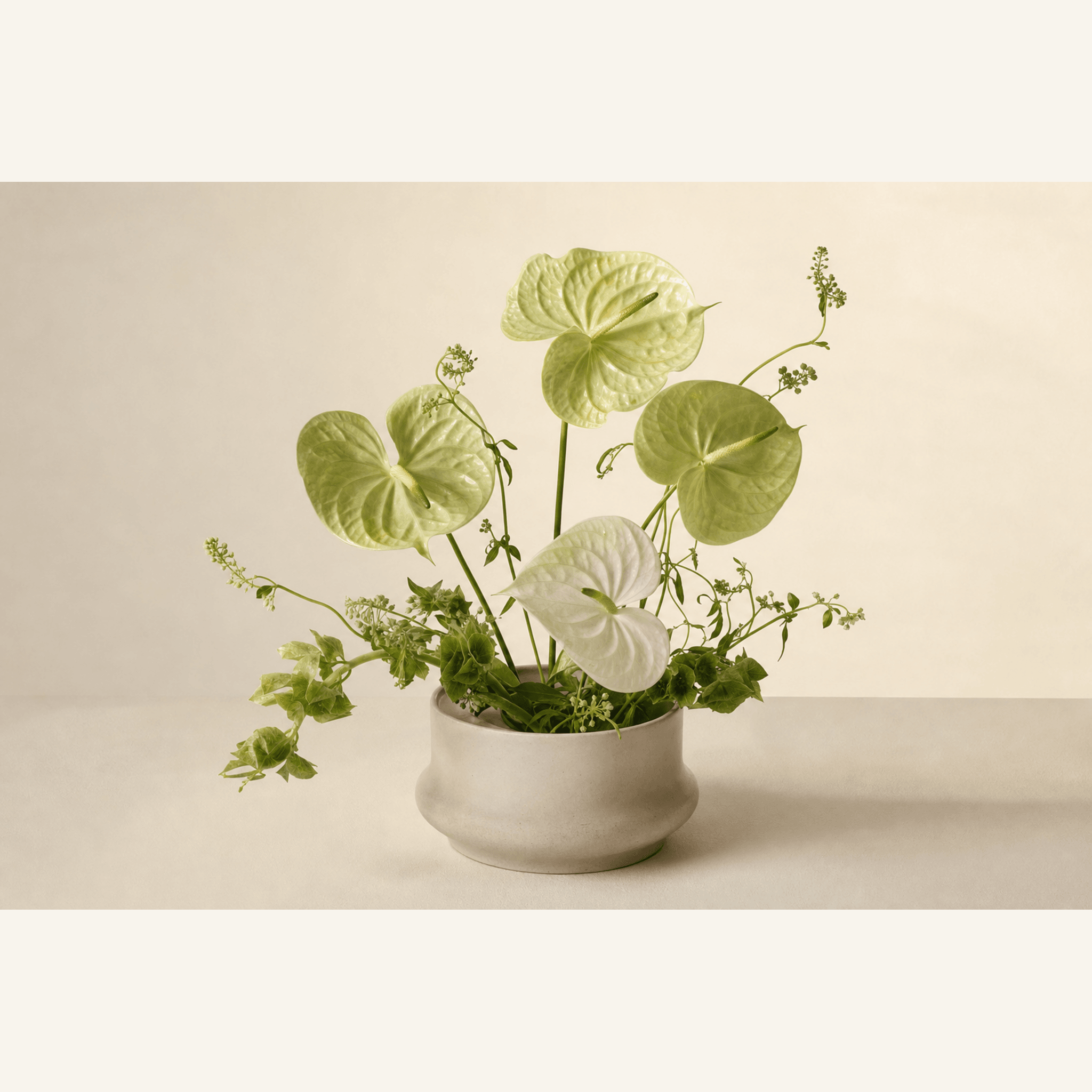 Green and white anthurium blooms with trailing ivy and delicate filler in a low cream ceramic bowl